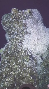 🫨 After all the earthquake excitement this morning... you must be wondering what 4.7 on the Richter scale looks like in the deep sea! This “shrimpquake” video from a 2020 expedition will give you a taste! Scientists were calmly exploring hydrothermal vents along a mid-ocean ridge with #ROVJason when the earthquake struck (the epicenter was 100 miles away). The unexpected footage helped them understand how seismic activity affects hydrothermal vents– and the vent shrimp and other life that depen