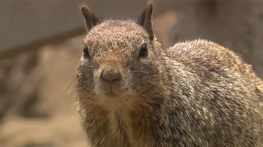 Booming squirrel population leads to Santa Monica's insistence not to feed wildlife