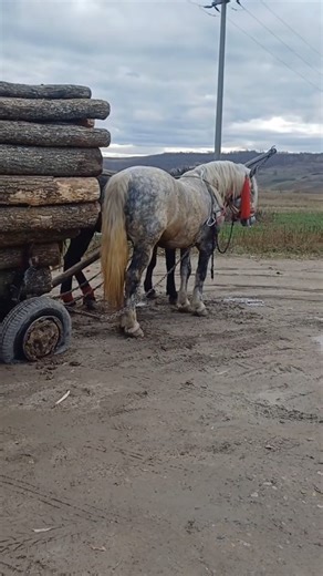 Cand esti la greu nu te ajuta nimeni ... | Apuseni Stories