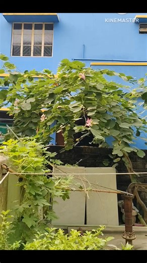 Susanta Kumar Mandal on Instagram: "কাল ছিল ডাল খালি আজ ফুলে যাায় ভরে, বল দেখি তুই মালি হয় সে কেমন করে... উচ্চারণ - সুশান্ত কুমার মণ্ডল। #কথা #কবিতা #goodmorning #reelsviralシ #reelschallenge #videoviralシ #facebookpost"