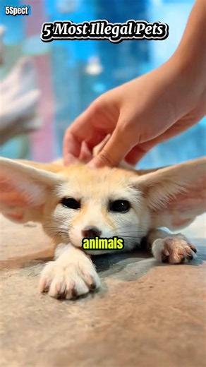Top 5 Pets That Are Illegal in Many Countries!!!