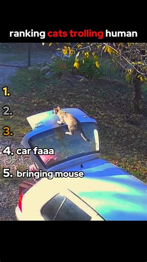 Top 5 Funniest Cats Trolling Humans