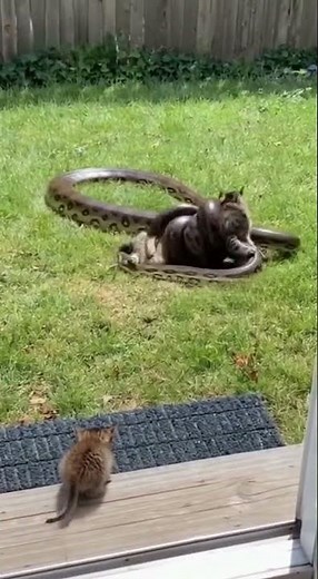 Cat vs Giant Anaconda — One Paw From the Fangs