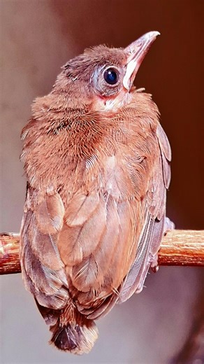 beautiful bairds life #beautiful #life #love #bairds #baird #photography #videos #chidiya