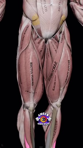 🖍 The hamstring muscles, or simply the hamstrings, are a group of three long muscles located in the posterior compartment of the thigh, shaping up the surface anatomy of this region. These muscles are the biceps femoris, semimembranosus and semitendinosus muscles. 🖍All the hamstring muscles cross the hip and knee joints and act upon them. The primary function of the hamstrings is to flex the knee joint and extend the hip, enabling some of the essential lower limb activities such as walking, ru