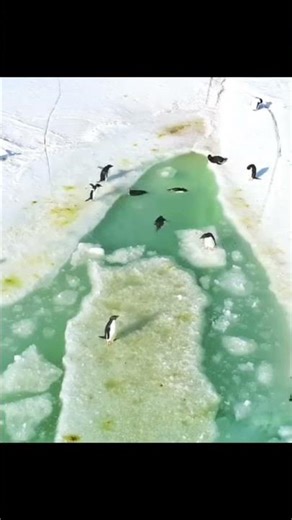 Flying underwater 🌊 Adélie penguins swimming in the melt pond #Antarctica #penguin #wildlife #animal