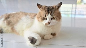 Young crossbreed Persian cat living in human house as pet.