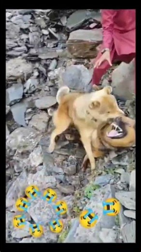 gojri viral video bacha jitno zoor lano ha lah la #dogsworld "dog fight" #animals #gojri culture