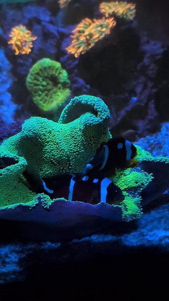 Understanding Anemones: Interaction and Care Tips