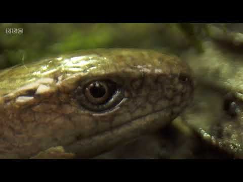 Slow Worms on Autumnwatch (2021)