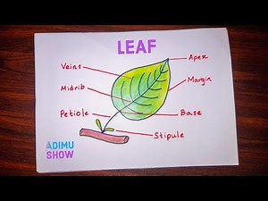 Parts of a leaf 🍃 | step by step drawing