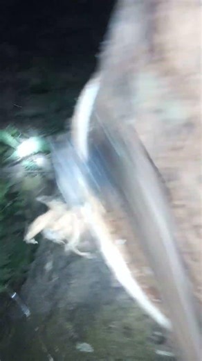 #woodworking rubber tree🌳😍|#rubbertapping #satisfying #rubberfarming #rubbertree #shorts #nature