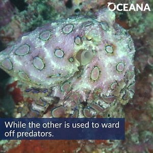 Although only 8-10 inches long, the blue-ringed octopus is one of the most venomous animals on the planet. Their bright blue rings act as a warning to potential predators. Learn more: http://bit.ly/2pA7px2 | Oceana