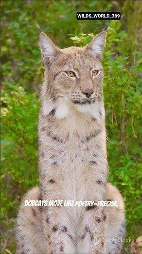 Beautiful Wild Bobcat 🐆 | The Silent Hunter of the Forest #shorts #animals #wildlife