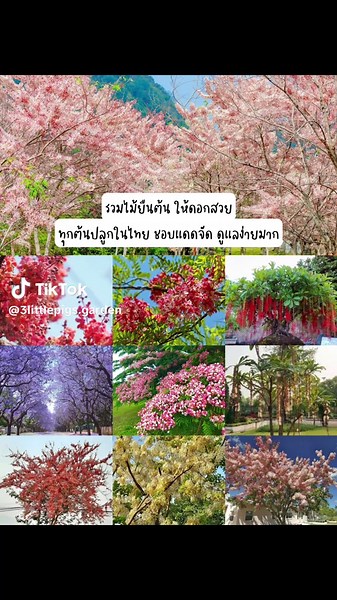 รวมไม้ยืนต้นดอกสวยที่สุดในประเทศไทย
