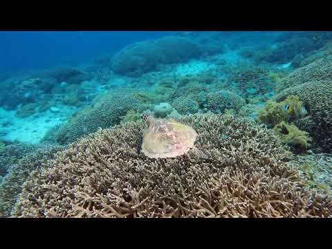 Drift snorkelling Mangrove Point on Nusa Lembongan - Ep 109