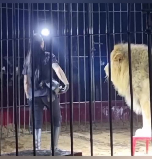 El León del Circo: Pánico y Emoción en la Arena