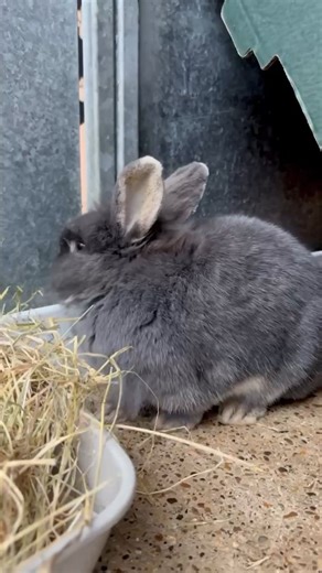 Bluebell having some lunch!