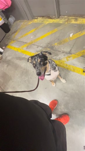 Confidence and focus in action 💪🐾 Our Australian Shepherd showing off a tight heel, perfect sit, and calm stay — even with the buzz and distractions of Home Depot all around. This level of obedience doesn’t happen overnight — it’s built through structure, patience, and trust. When your dog learns that you’re the leader worth following, the chaos around them no longer matters. At Alpha Buddy, we don’t just teach commands — we build relationships and reliability that last anywhere, anytime. #Alp