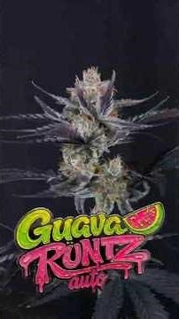 Guava Runtz Auto | Champions Line 🏆