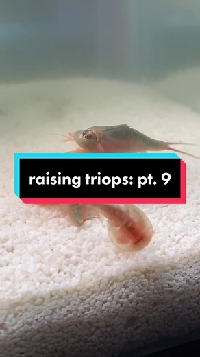 Giant Triops Growth Update: Exciting Developments!