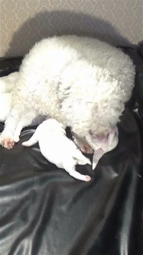 Cleaning, Nursing, and a Sweet Ending — A Mother Dog With Her Newborn Pup