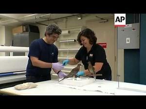 Martha, the last surviving passenger pigeon, is being taken out of storage and being put on public d