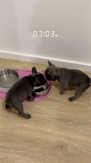 Morning Routine With Two French Bulldog Puppies