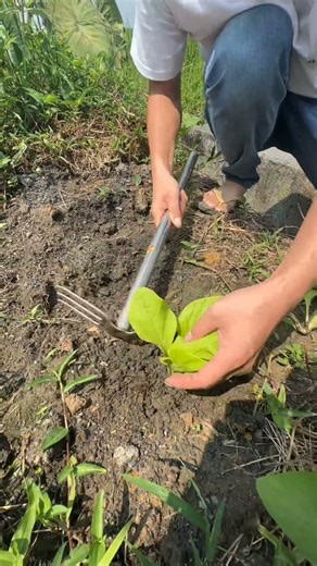 Planting Green Leafy Plants in the Garden 🌱Easy Vegetable Planting Process