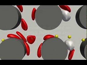 Simulation of blood separation in a deterministic lateral displacement device