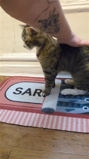 SunsetParkCats on Instagram: "Update on Lenny! Lenny was rescued last summer, and after extensive medical care, has been free-roaming for a few months. He doesn't seek out much attention, except right before meals. Would anyone adopt an 8 year old boy who mostly keeps to himself and hangs out and doesn't make a fuss? He does love other cats, does anyone's senior cat need a companion? #feralsocialization #feral #formerferal #rescuecat #update"