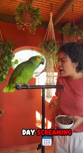 Coco is terribly angry #talkingparot