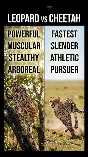 Leopard 🐆 vs Cheetah 🐈 | Speed vs Strength Ultimate Comparison | Tale Box