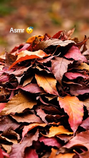 🍂 Autumn Leaves Crushing ASMR 🍁 Satisfying Nature Sounds Description: Relax and unwind with the soothing sounds of autumn leaves being gently crushed 🍂. Perfect for ASMR lovers and nature enthusiasts looking for calming, crispy sounds. Close your eyes, listen, and feel the stress melt away. Hashtags: #ASMR #AutumnASMR #LeavesCrushing #RelaxingSounds #NatureASMR