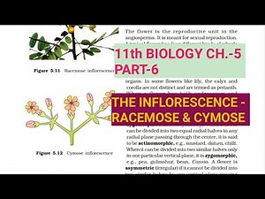 Class 11 Biology|Ch.-5 |Part-6||The Inflorescence||Study with Farru