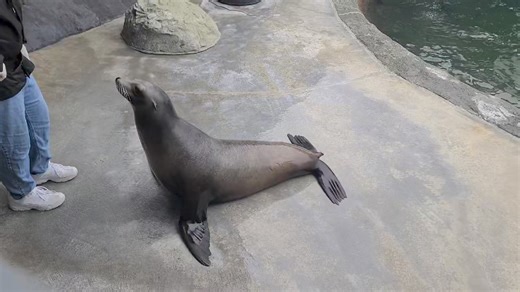 The aquarium in Crescent City is a must stop! It reminds me of our old underwater sea gardens in Newport, Oregon! And we pet the Sharks! Crescent City, California | Out West Photography