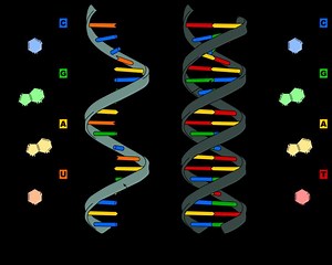 Nucleic acid - Alchetron, The Free Social Encyclopedia