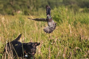 Pigeon Hunting Can Help You Keep Your Shooting Skills Sharp in the Offseason