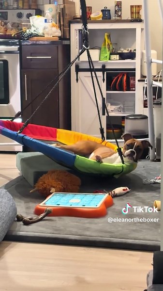 My mom needs to stop judging me when I chill in my brothers swing… #boxer #boxerpuppy #dog #puppy
