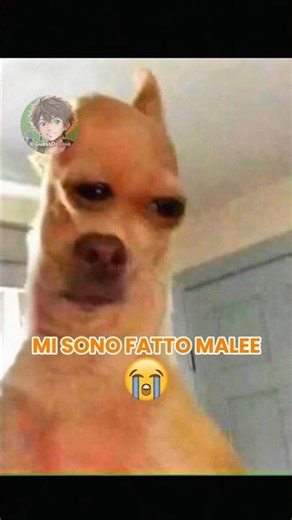 Vita da cani 🐶 EP. 99