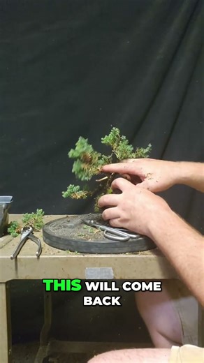 Shape Your Bonsai: Trimming, Bending, and Perfecting