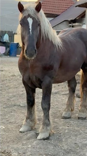 Bobi sees a mare… instantly starts showing off 😂🐴#shorts #bobi #horses #funny #animals #farm #life
