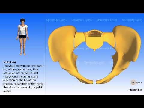 Arthrology of the pelvis Nutation and counternutation Childbirth