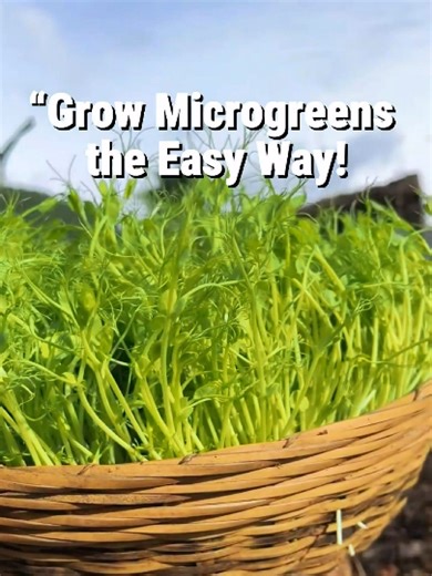 Grow Microgreens Easily at Home
