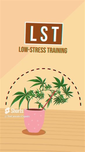 Cannabis Training Techniques Explained