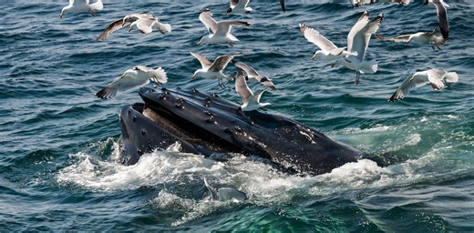 Are we really about to talk to whales?