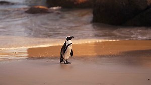 Penguins, Nature, Wildlife. Free Stock Video