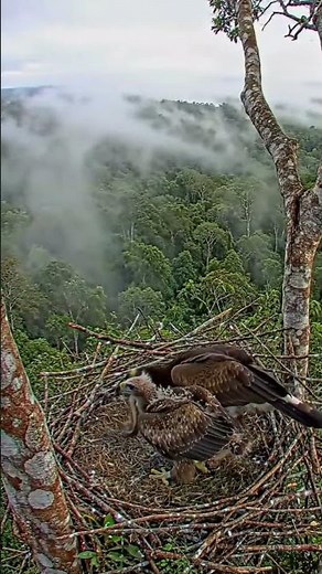 Harpy Eagle Returns | Snake in Beak, Power in Silence