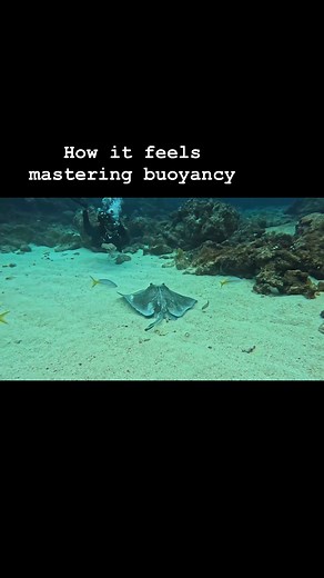 Buoyancy control is what separates a good diver from a great one. It’s the key to comfort, confidence, and control underwater, affecting everything from your air use to your trim and even how much marine life you get to experience up close. That’s why the #padi Peak Performance Buoyancy Course is designed to help you fine-tune your positioning, breathing, and control — so every dive feels effortless. Level up your dive game — join the next PADI Peak Performance Buoyancy course with Sail Fish Scu