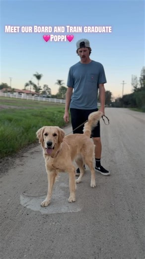 Poppi is a great example of how dog training can make owning an already great pup EVEN BETTER! We are so proud of Poppi and her owners for the progress they’ve made! #sandiegodogtrainer #dogtraining #puppytraining #puppyraising #goldenretriever | American Dog Pros